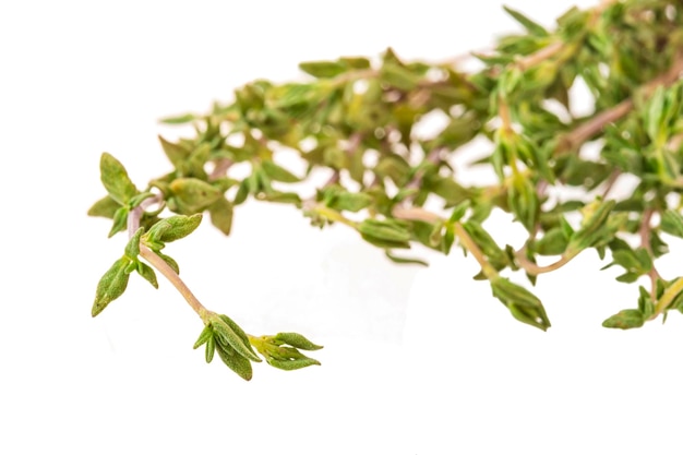 Fresh thyme branch