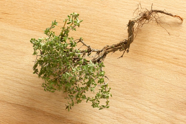 Fresh thyme on wooden table