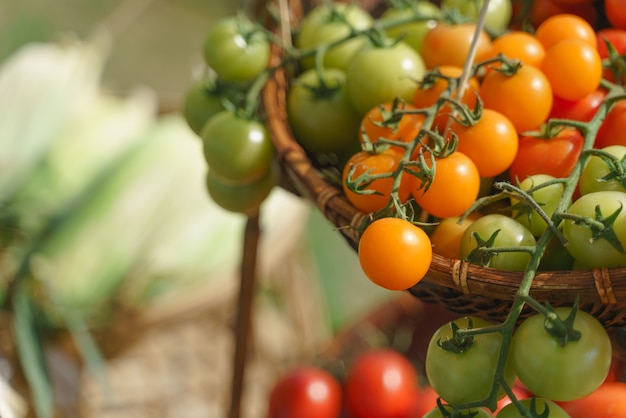 Fresh tomato with branch