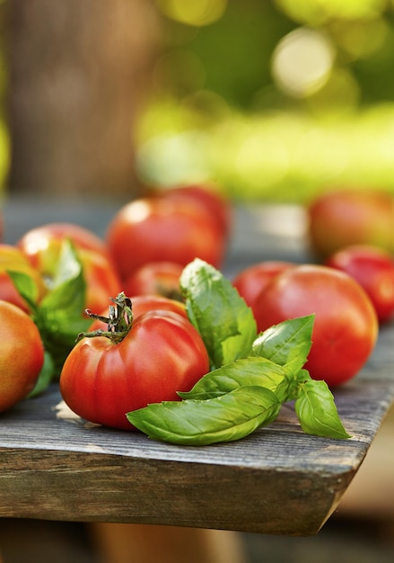 Fresh tomatoes and basil on wooden table over bokeh background