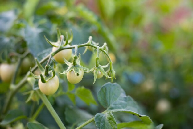 Fresh tomatoes from the tree vegetable garden