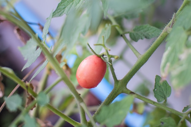 Fresh tomatoes plant in field