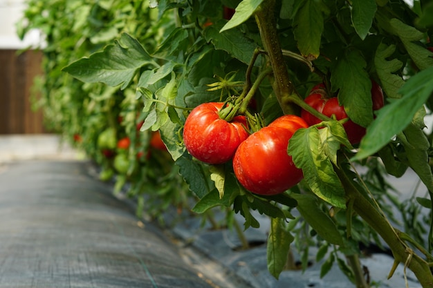 Fresh Tomatoes plant growing in field garden,Red ripe tomatoes in a greenhouse,copy space