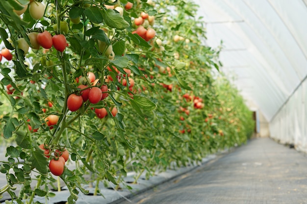 Fresh Tomatoes plant growing in field garden