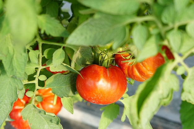 Fresh Tomatoes plant growing in field garden     