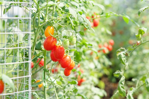 Fresh Tomatoes plant growing in field garden