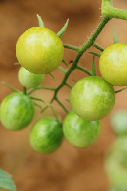 Fresh tomatoes on the tree in garden