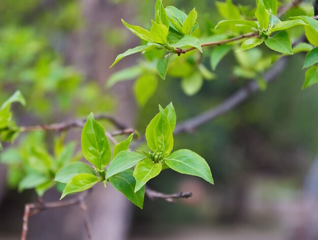 fresh tree leaves in spring blooming green leaves on a tree branch closeup blurred background