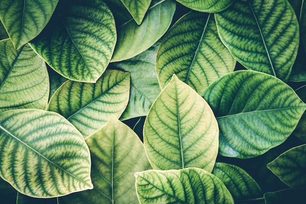 the Fresh tropical Green leaves background 