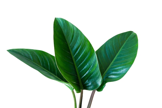 Fresh tropical leaf isolated on white background