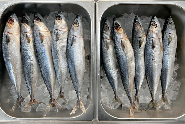 Fresh Tropical Seafood in the Market Raw Freshly Caught Fishes on Ice for Sale at Fish Market