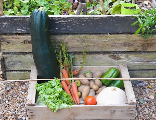 Fresh vegetables in a garden wood box