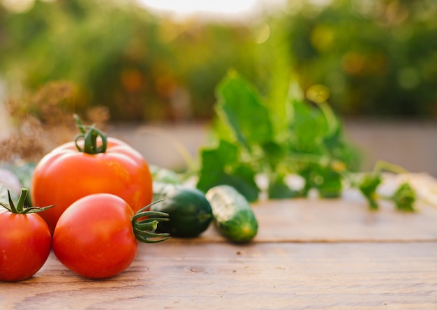 Fresh vegetables on a wooden background Cucumbers tomatoes garlic dill Contoured sunlight Organic farm Organic vegetables Summer harvest