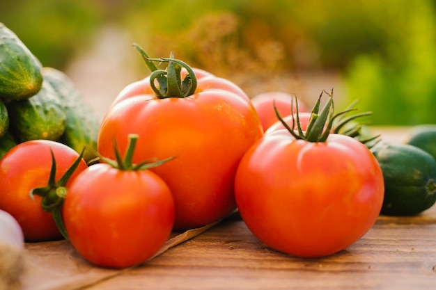 Fresh vegetables on a wooden background Cucumbers tomatoes garlic dill Contoured sunlight Organic farm Organic vegetables Summer harvest