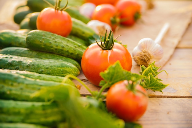 Fresh vegetables on a wooden background Cucumbers tomatoes garlic dill Contoured sunlight Organic farm Organic vegetables Summer harvest