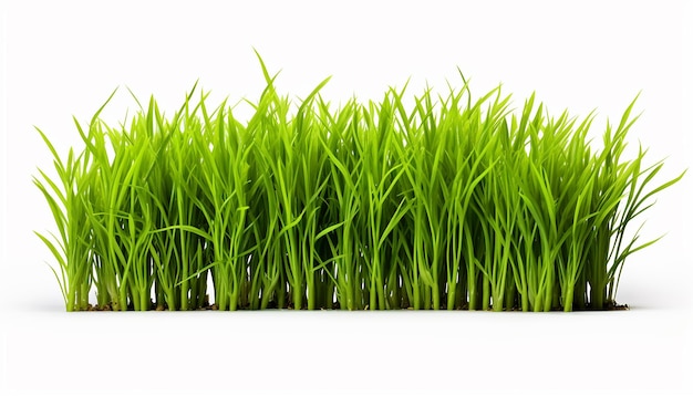 Fresh Verdancy Grass Isolated on White Background