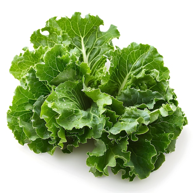 Fresh and Vibrant An Escarole Vegetable on a Pure White Background