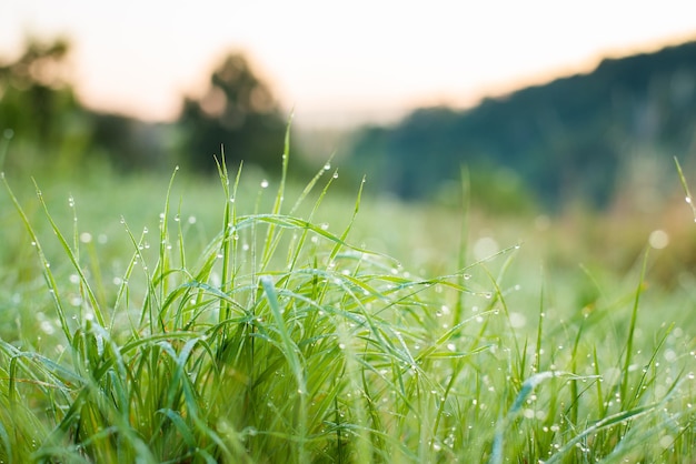 Fresh vibrant grass covered in dew drops in the morning