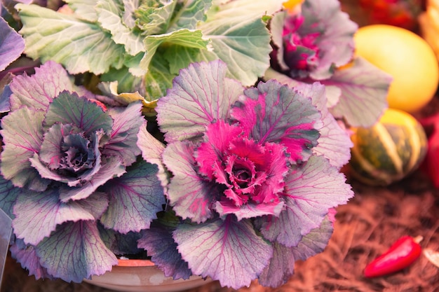 Fresh violet Cabbage plant leaves Flowering cabbage