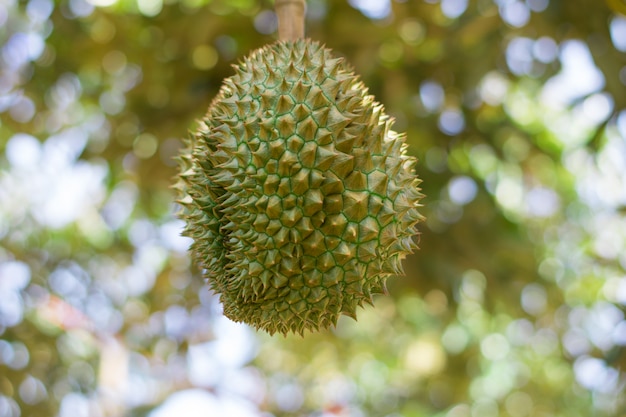 Fresh Volcano Durian sisaket thailand on tree