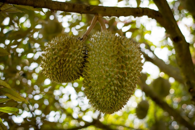 Fresh Volcano Durian sisaket thailand on tree