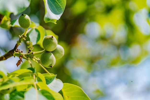 Fresh walnuts hanging on a tree in the blue background Green walnut brunch with fruits