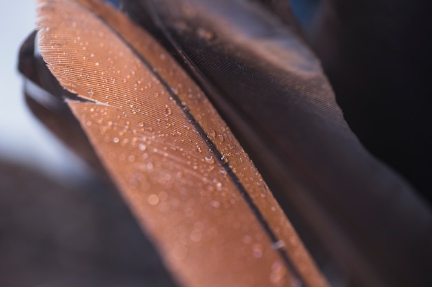 Fresh water droplets on brown and black bird's feather