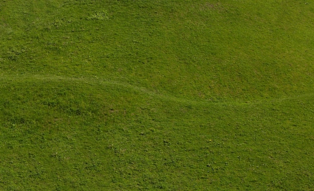 Fresh well groomed lawn in a suburban area near the house