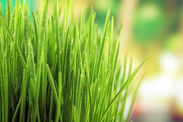 Fresh wheat grass on blurred background closeup