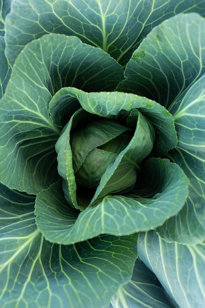 Fresh white cabbage closeup Growing healthy vegetables A head of cabbage in the garden