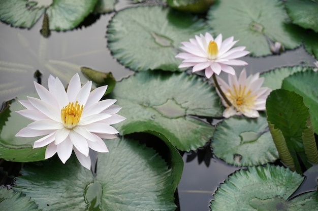 Fresh white lotus with yellow pistil on natural pool with green leaves