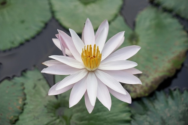 fresh white lotus with yellow pistil on natural pool with green leaves