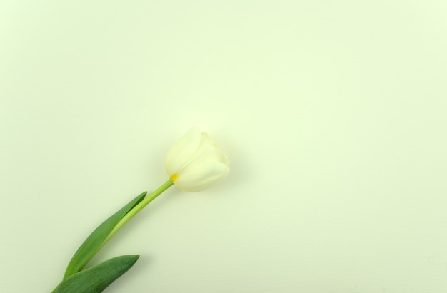 Fresh white tulip flower flat lay on light gray white abstract texture paper background