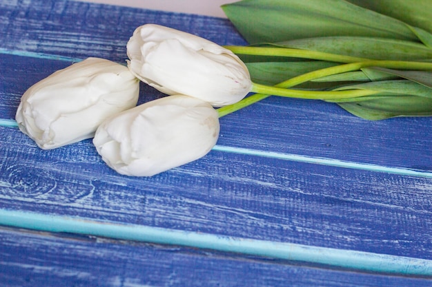 Fresh white tulips on wooden painted planks