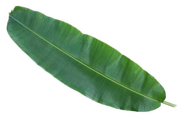 Fresh whole banana leaf isolated on white background