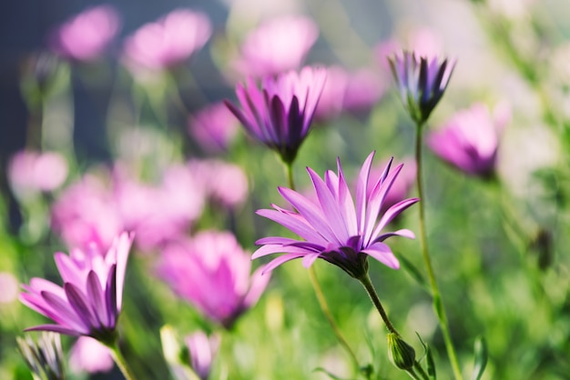 Fresh wild flower blue eye daisy on blurred nature background.