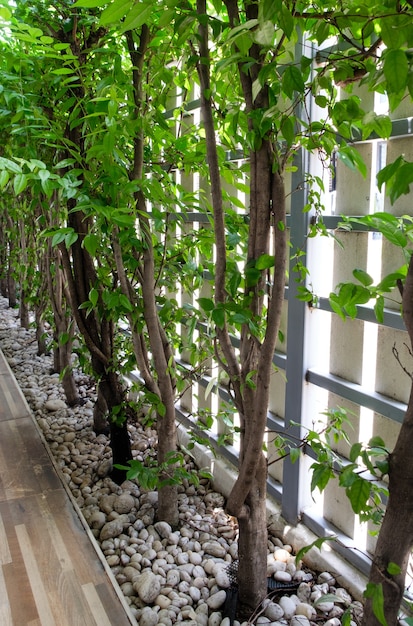 The fresh Wrightia religiosa Benth row in the small garden along the fence of the city house