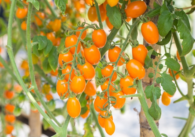 fresh yellow cherry tomato on the branch 