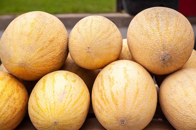 Fresh yellow melon many melons in the farmers market