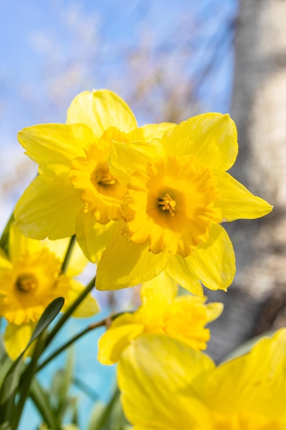 Fresh yellow narcissus flowers closeup at backyard