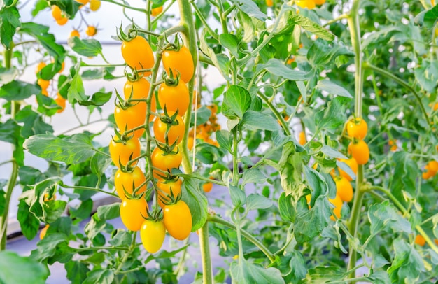 Fresh yellow ripe cherry tomatoes growing on a branch in vegetable garden