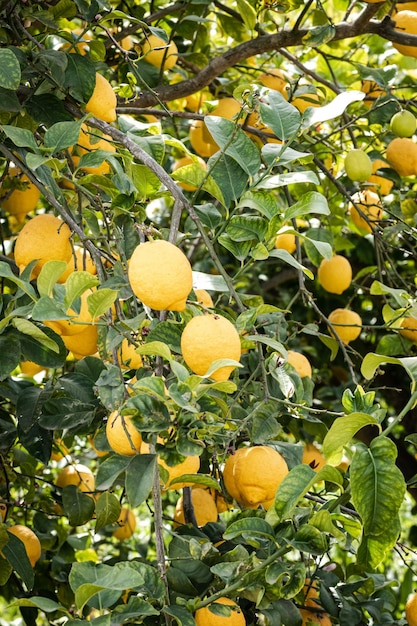 Fresh yellow ripe lemons on lemon tree branches in the orchard of Murcia Spain