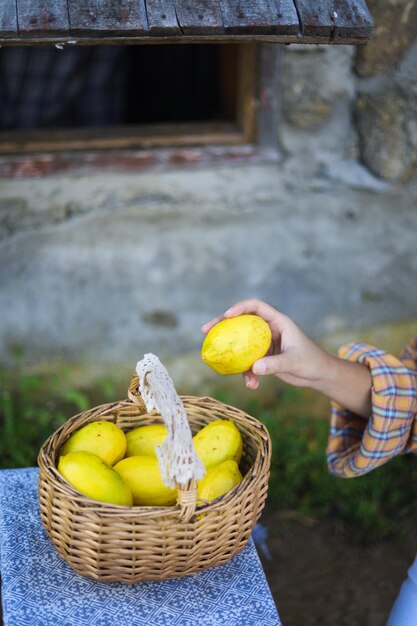 Photo fresh yellow ripe lemons on tree growing lemon with basket full of lemon in farm