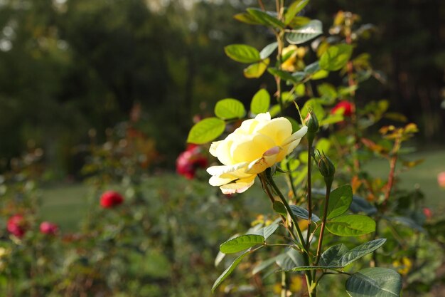 Fresh yellow roses in green sunny garden Closeup of a yellow flower blooming outdoors Open incredibly beautiful yellow rose in the garden