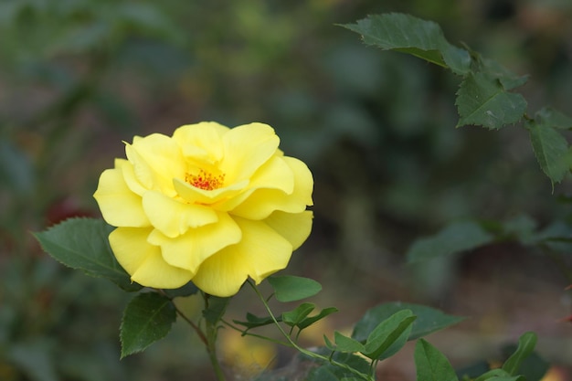 Fresh yellow roses in green sunny garden Closeup of a yellow flower blooming outdoors Open incredibly beautiful yellow rose in the garden