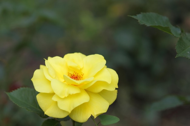 Fresh yellow roses in green sunny garden Closeup of a yellow flower blooming outdoors Open incredibly beautiful yellow rose in the garden