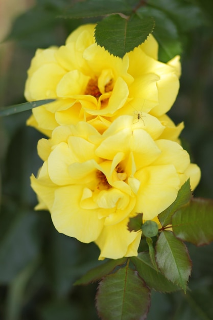 Fresh yellow roses in green sunny garden Closeup of a yellow flower blooming outdoors Open incredibly beautiful yellow rose in the garden