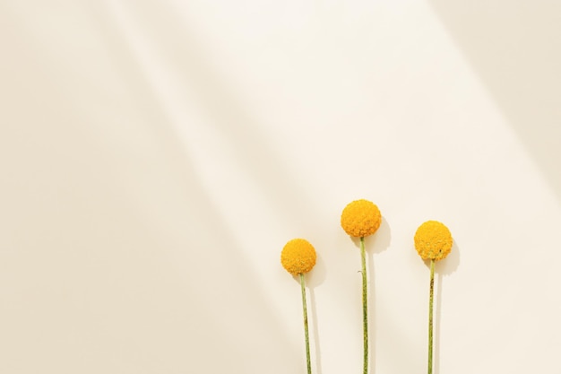 Fresh yellow round Billy Balls flowers on beige colored paper