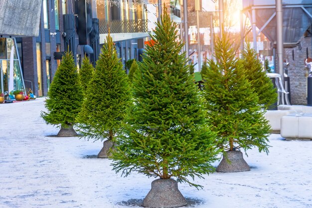 Fresh young fir trees on a city street, Christmas market