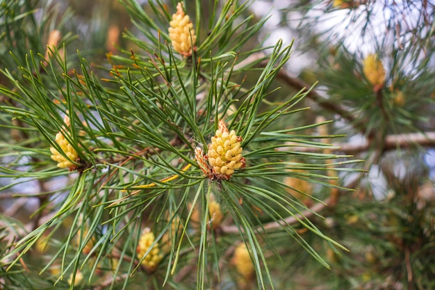 Fresh young pine buds, heatlhy drug in alternative medicine. Flowering Branches of Scots pine covered with yellow pollen, male gender. spring season